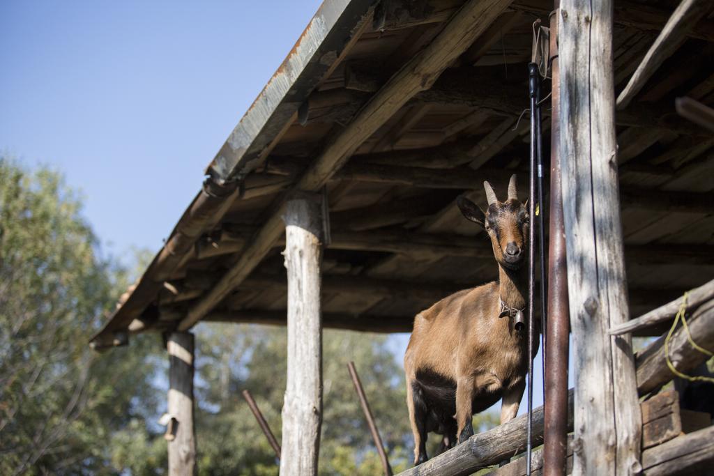 Agriturismo Da Attilio Cannobio Zewnętrze zdjęcie