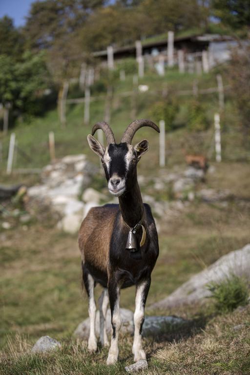 Agriturismo Da Attilio Cannobio Zewnętrze zdjęcie
