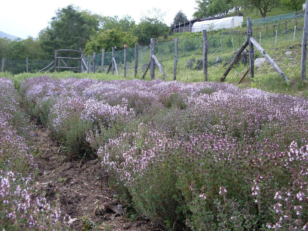 Agriturismo Da Attilio Cannobio Zewnętrze zdjęcie